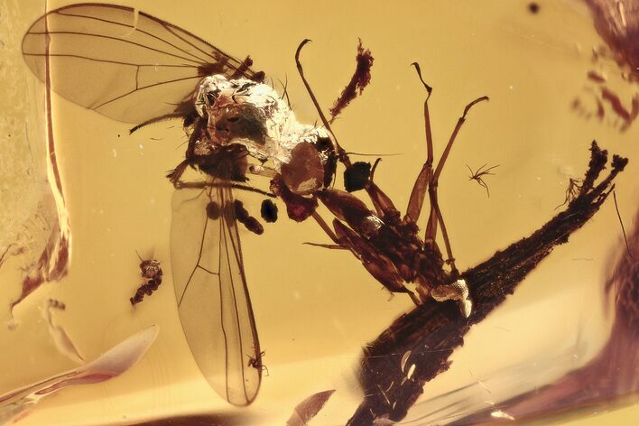 Fossil Fly (Dolichopodidae) with Aphid (Aphidoidea) in Baltic Amber #292572